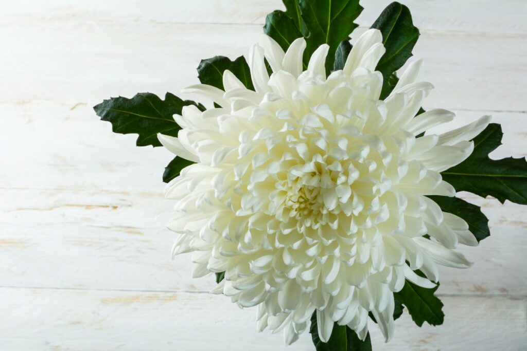 white chrysanthemum on white wooden background 2022 02 09 07 00 37 utc